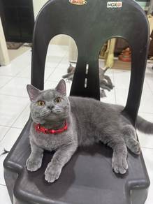 British Short Hair (BSH)