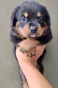 Rottweiler