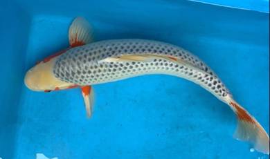 Japan koi