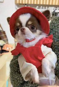 Chihuahua