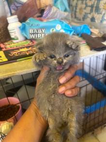 bsh kitten