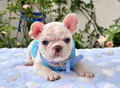 FRENCH BULLDOG PUPPIES 🌻S176 Charming  Cream Girl