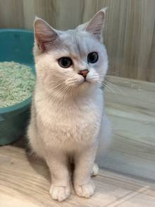 British short hair