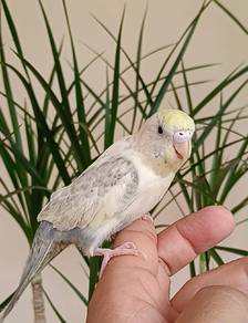 Budgie JINAK 