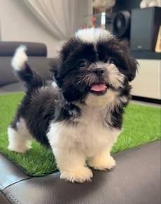 Shihtzu Female