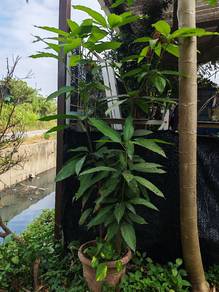Bibit Pokok Mangga Manila