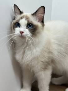 Ragdoll