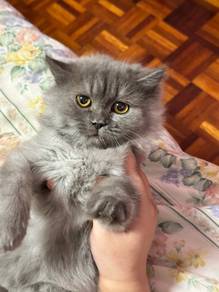 BSH Mixed Kitten (BLH)