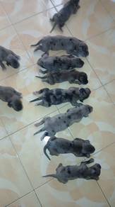 Daniff puppies 