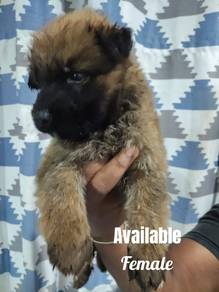 German shepherd puppies 
