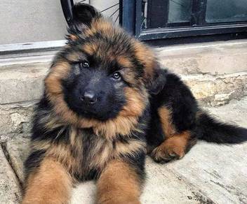 German Shepherd