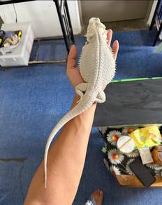 Bearded Dragon