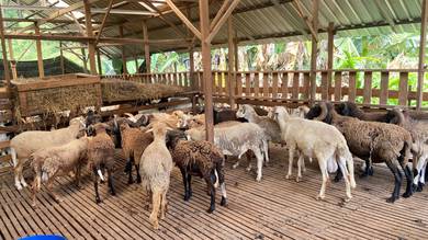 Kambing Biri Biri