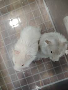 Big bone hamster