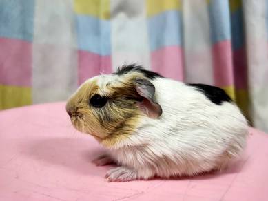 Guinea pig baby