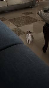 Cendol (1 month old kitten for adoption)
