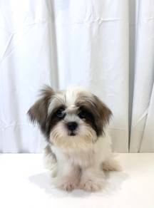 J0404 Shih Tzu Round Eyes Puppy