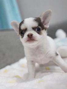 CHIHUAHUA PUPPIES VIP194🌷Head Apple Cute Dog Boy