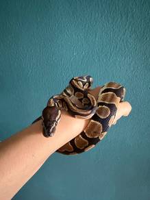 Ball python snake