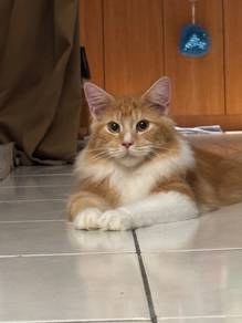 Mainecoon purebreed