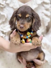 MINIATURE DACHSHUND Puppies VIP28🐻 Male~Female