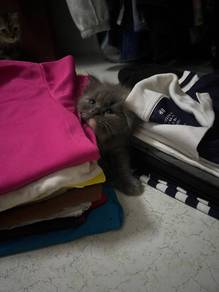 wts 4weeks kittens.