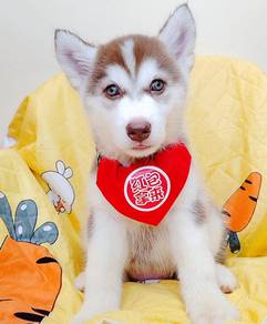 Wooly Husky
