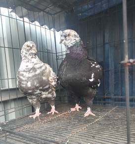 burung merpati showking baru matang sepasang 