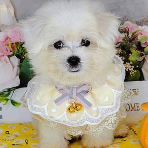 Maltese