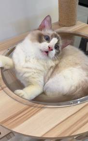 Ragdoll