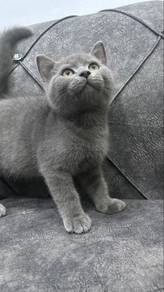british short hair