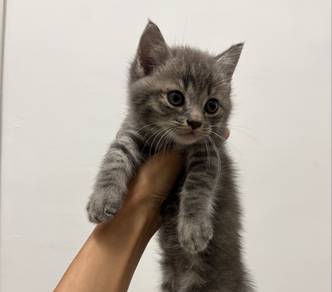 Bsh Tabby