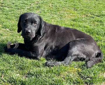 black color Labrador retriever 