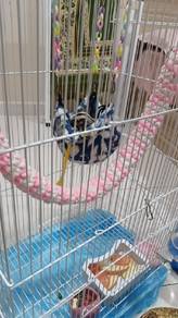 sugar glider 