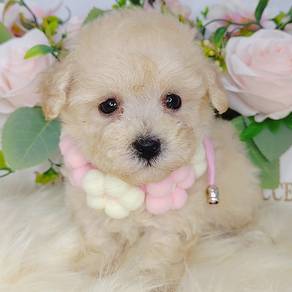 Poodle