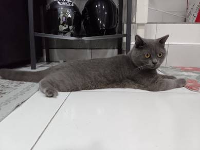 British Shorthair Purebred Male