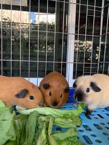Guinea pig California