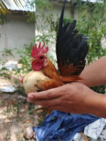 ayam serama/katik