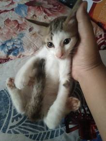 Anak kucing