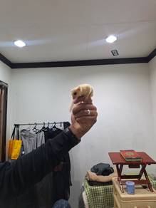 Sugar Glider