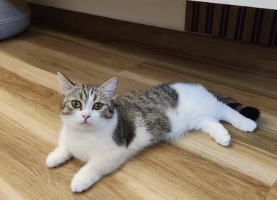 BSH Munchkin Bi Colour (FEMALE)