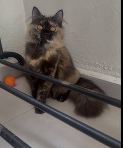 Parsian mix mainecoon