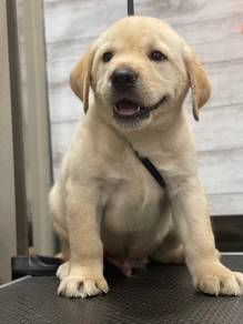Labrador retriever mka and microchip
