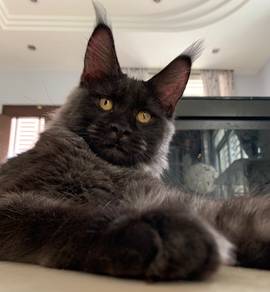 Maine Coon