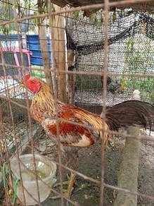ayam pama 