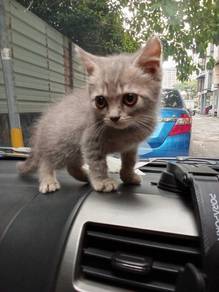 bsh kitten