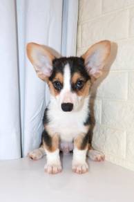 J0606 Corgi Cute Happy Tail Family Puppy