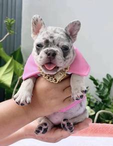 FRENCH BULLDOG PUPPIES 7S72🌻 Available Female