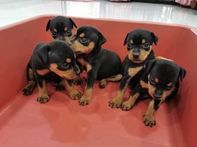 Classic Mini Pinscher / Miniature Pinscher 0204
