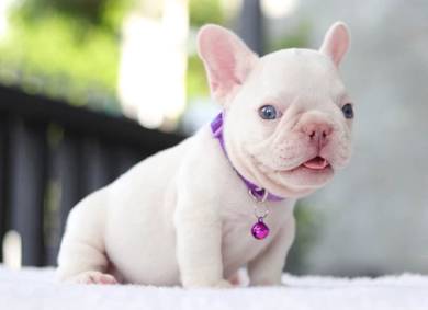 FRENCH BULLDOG PUPPIES VIP833 🌻 Boy-Girl Cream
